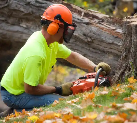 tree services Spring Arbor